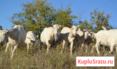 Козье молоко Оренбург - изображение 1