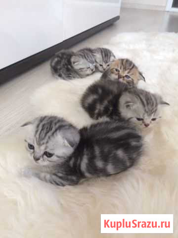 Продам котят Саракташ - изображение 1