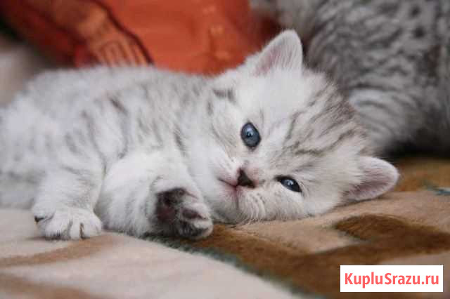 Котята как в рекламе Вискас Бузулук - изображение 1