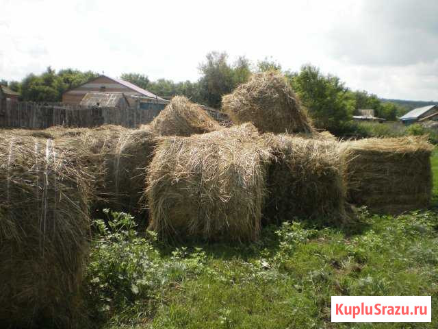 Сено в рулонах Тюльган - изображение 1