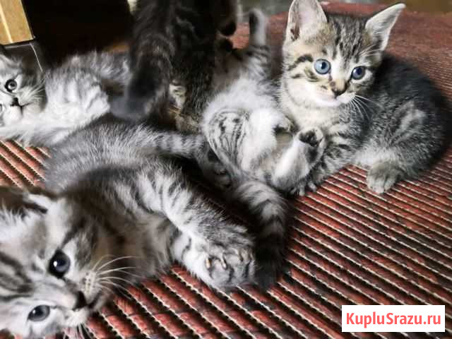Котята Заречный - изображение 1