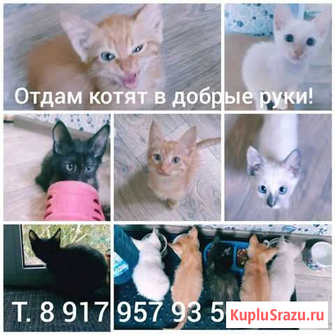 Котята в добрые руки Отрадный - изображение 1
