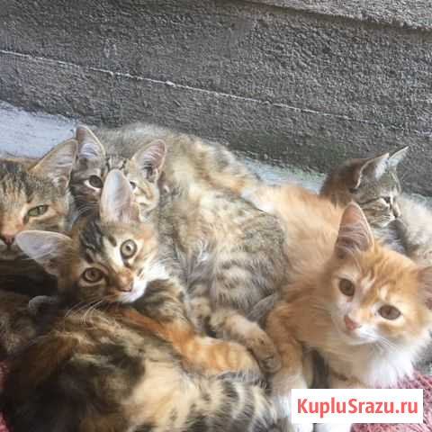 Кошки Владикавказ - изображение 1