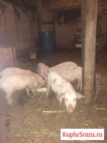 Поросенок ландрас Ардон - изображение 1