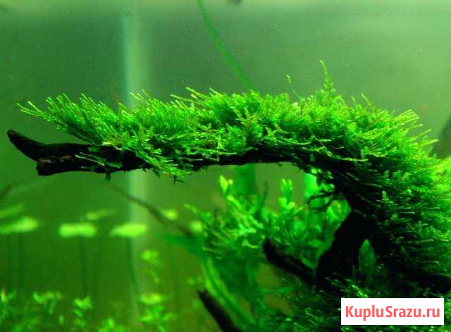Аквариумный мох - Christmas moss Балашов - изображение 1