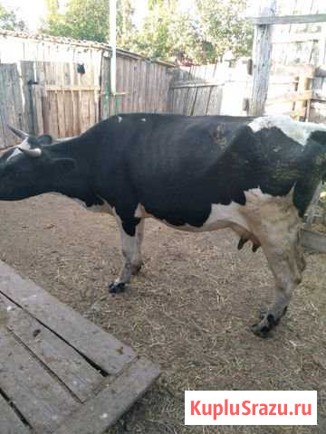 Продам корову первым отелом Степное - изображение 1