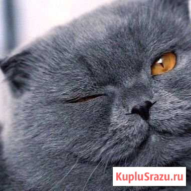 Котятки Зеленокумск - изображение 1