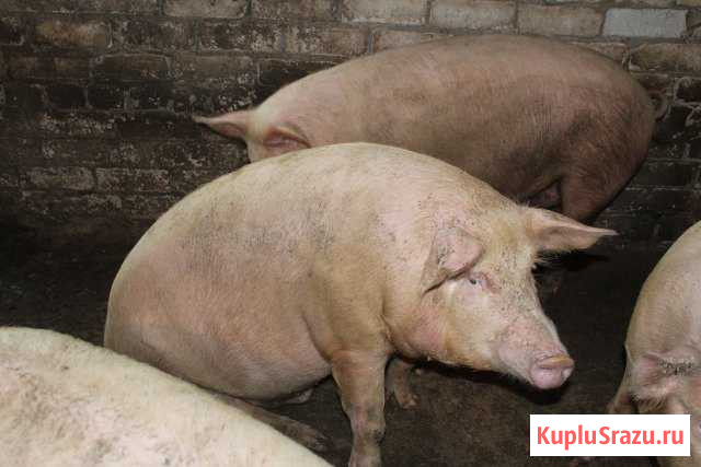Продам свиней Георгиевск - изображение 1