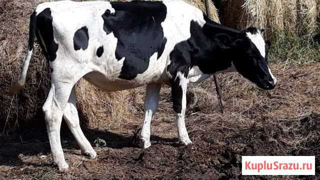 Коровы Изобильный - изображение 1