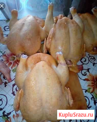 Мясо, домашних курочек Бройлеров Ревякино - изображение 1