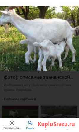 Продам козлёнка Ишлеи