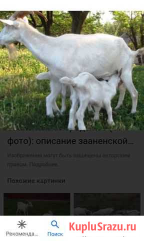 Продам козлёнка Ишлеи - изображение 1