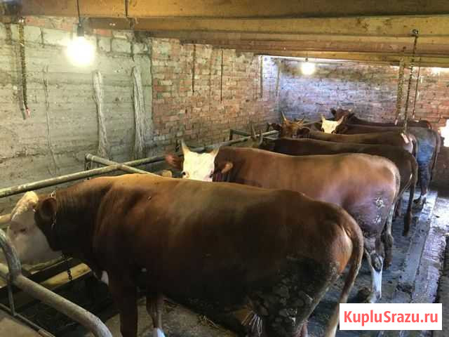 Откормленные бычки Урус-Мартан - изображение 1