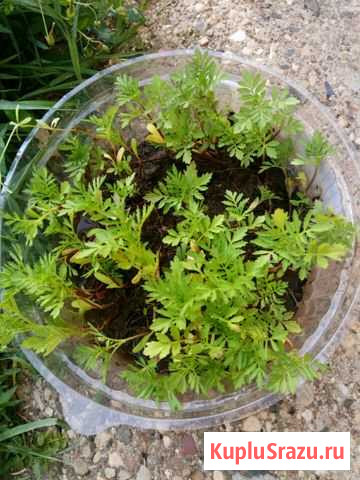 Рассада бархатцев Видное - изображение 1