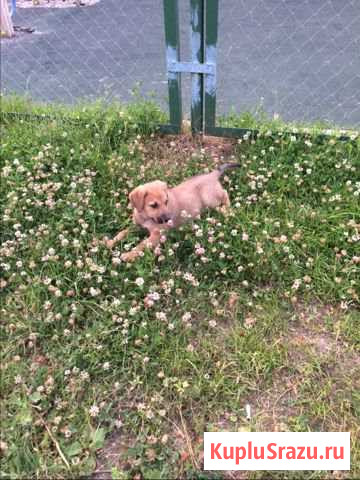 Щенок Королев - изображение 1