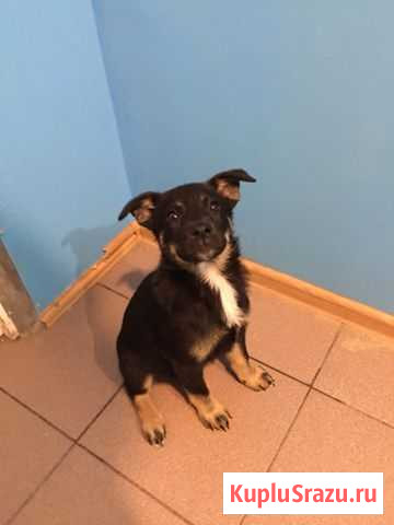 Щенок в добрые руки Пушкино - изображение 1