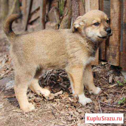Малышка в добрые руки Воскресенск