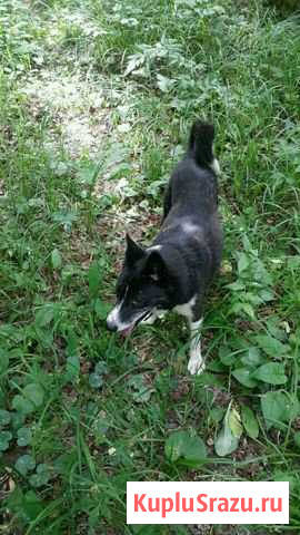 Русско-Европейская лайка Ступино - изображение 1