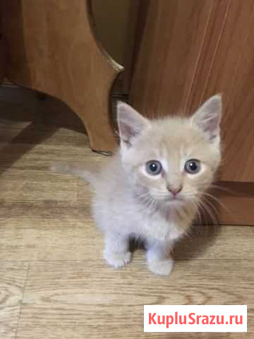 Котик и кошечка ищут родителейВоспитанные, ходят в Бронницы - изображение 1