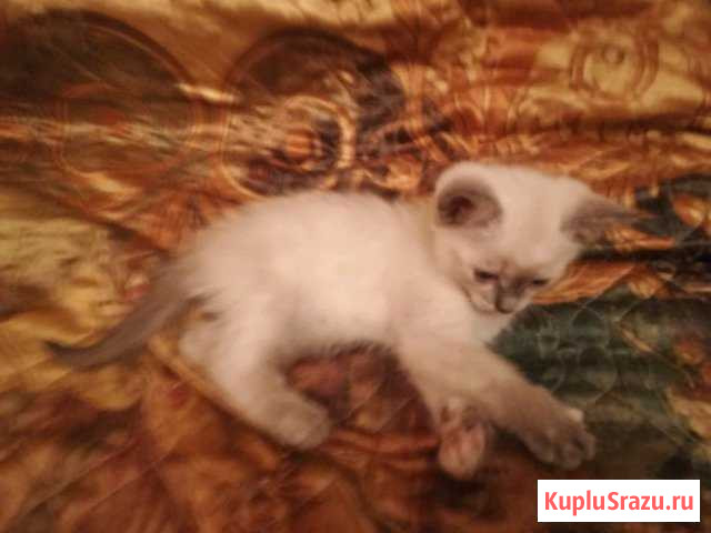 Отдам котёнка (кошечка) в добрые руки Коломна - изображение 1