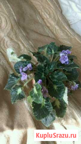 Фиалка Одинцово - изображение 1