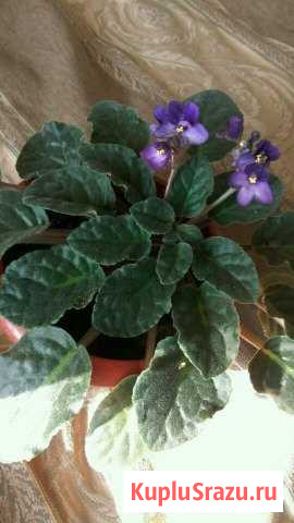 Фиалка Одинцово - изображение 1