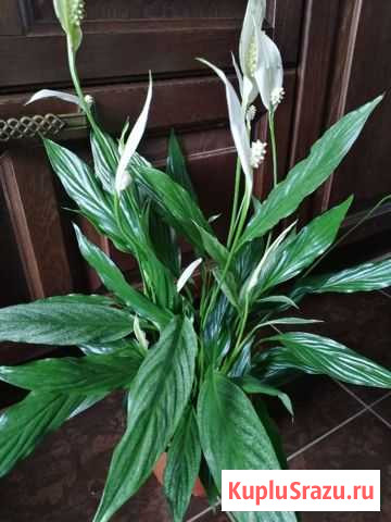 Спатифиллум Сильвер Купидо Дмитров - изображение 1