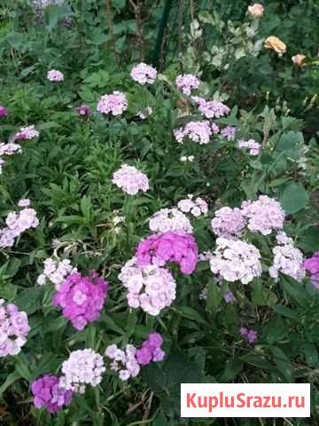 Гвоздика турецкая Пироговский - изображение 1