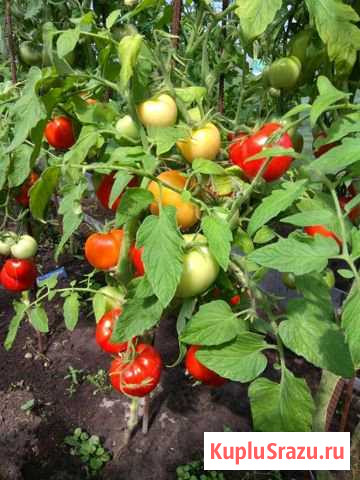  Егорьевск - изображение 1