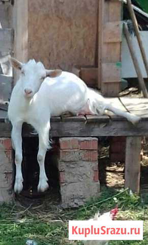 Козье молоко Дмитров - изображение 1