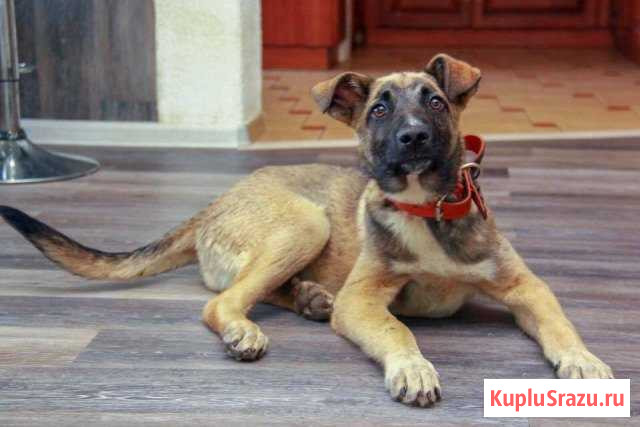 Щенки в добрые руки Мосрентген - изображение 1