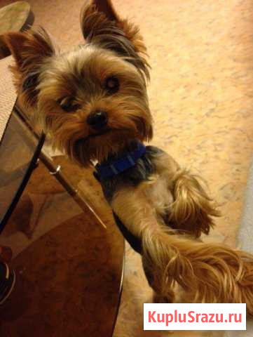 Вязка, кобель Химки - изображение 1