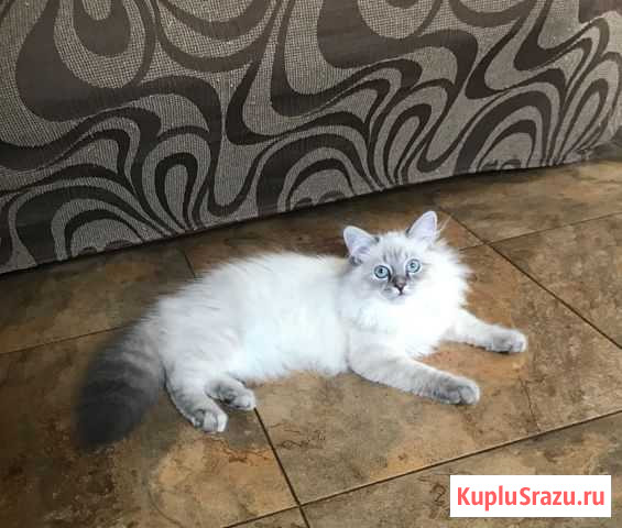 Невская Маскарадная кошечка Истра - изображение 1