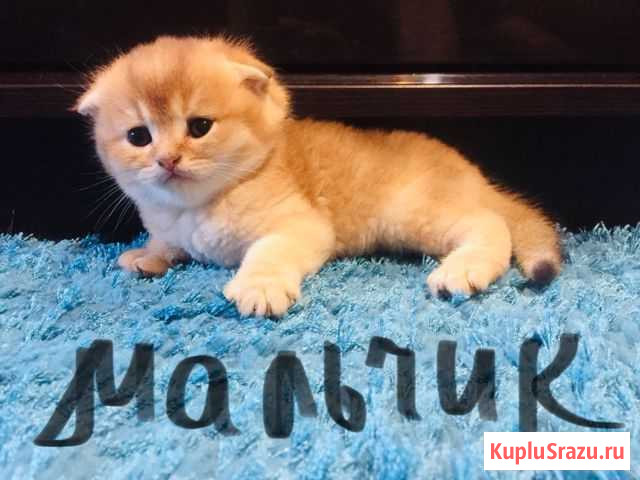 Золотые тикированные котята Электросталь - изображение 1