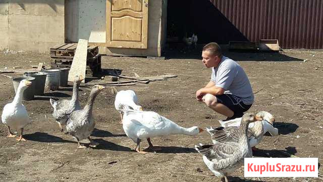 Продам гусей Коломна - изображение 1