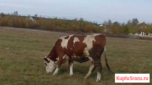 Коровы Клин - изображение 1