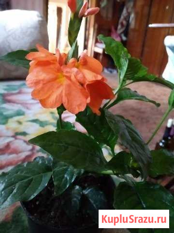 Комнатный цветок,Красандра, Белоперонмя Коломна - изображение 1