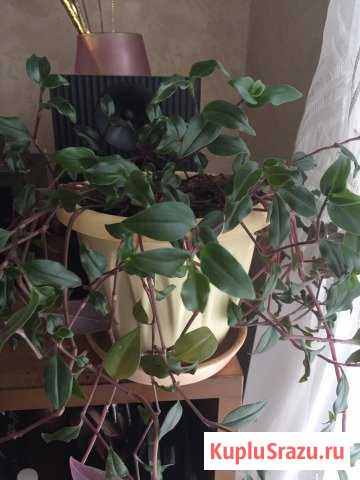 Традесканция Королев - изображение 1