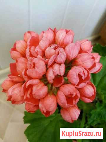 Пеларгония герань Patricia andrea Ногинск - изображение 1