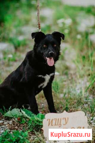 Собачка 9мес в добрые руки Егорьевск - изображение 1