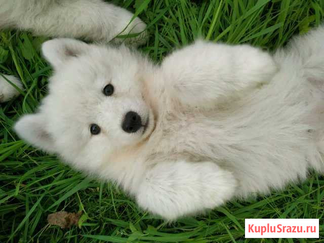 Самоедская лайка (добрые мишки - белое счастье) Клин - изображение 1