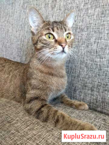 Молодая кошечка (стерилизована) в добрые руки Егорьевск - изображение 1