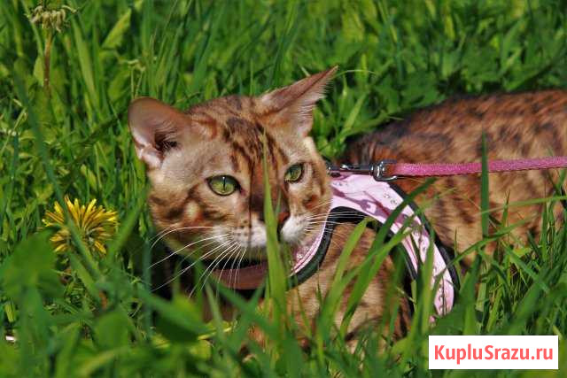 Бенгальские котятки Клин - изображение 1