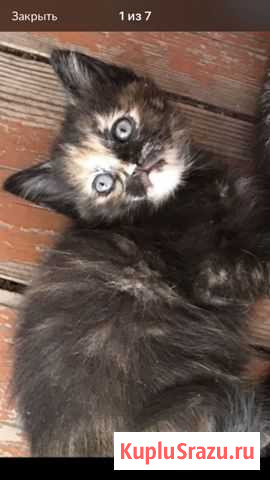 Котенок в добрые руки Орехово-Зуево - изображение 1
