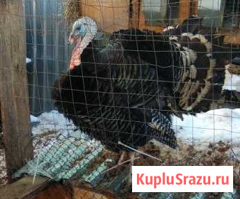 Инк.яйцо индюшиное Красноармейск - изображение 1