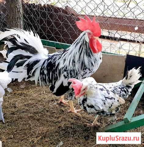 Куры Породы Леггорн Далматинец Мосрентген - изображение 1