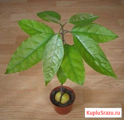 Авокадо Щербинка - изображение 1