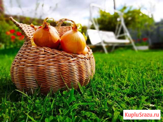 Плетённая корзинка (Луковница) Балашиха - изображение 1