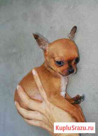 Мальчик Чихуахуа 3 мес. с документами Серпухов