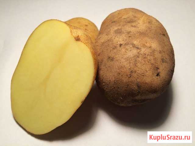 Картофель Камень-на-Оби - изображение 1